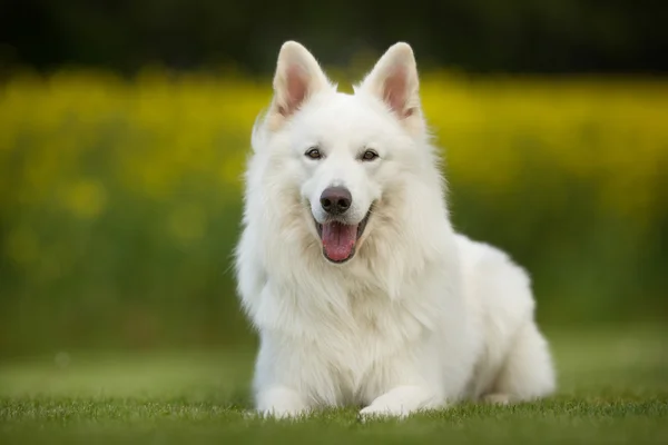 Samoyed cão ao ar livre na natureza — Fotografia de Stock