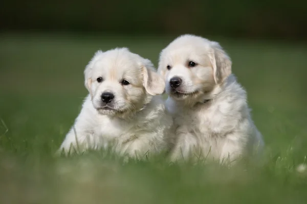 Dois filhotes de cachorro golden retriever — Fotografia de Stock