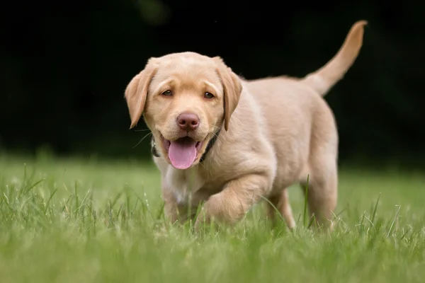 Filhote de cachorro labrador retriever feliz e sorridente — Fotografia de Stock