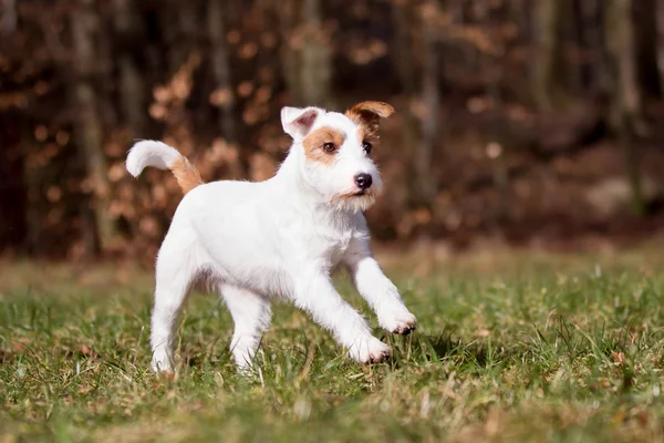 Puhdasrotuinen Jack Russell Terrier koira — kuvapankkivalokuva