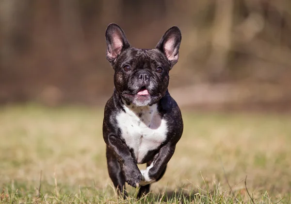 Fajtiszta francia bulldog — Stock Fotó