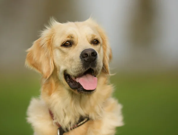 Golden retriever perro en el día soleado — Foto de Stock