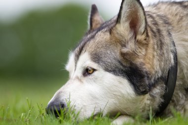 Alaskan Malamute köpek açık havada doğa içinde