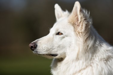 Samoyed köpek açık havada doğa