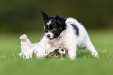 Bahçede oynayan iki papillon köpek yavruları