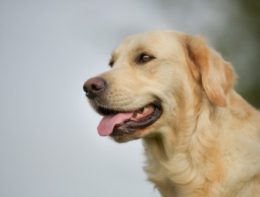 Golden retriever köpek güneşli