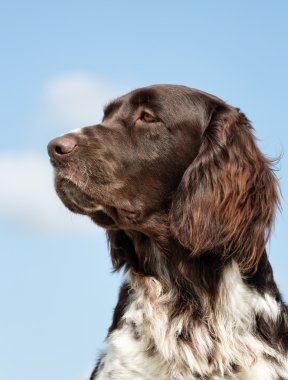 Kleiner Munsterlander köpek açık havada doğa içinde