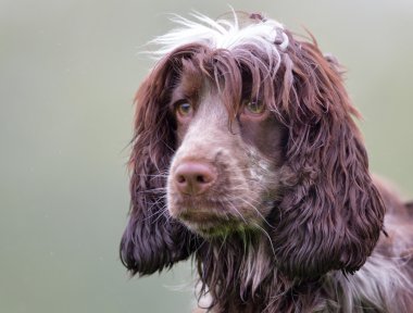 Cocker spaniel köpek açık havada doğa içinde