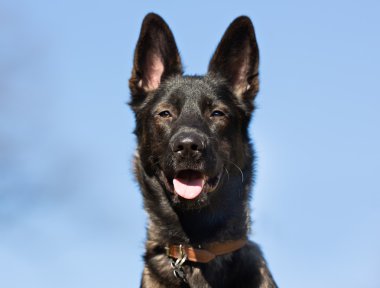 Köpek açık havada doğa içinde