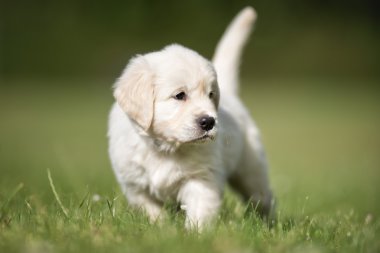 Genç golden retriever yavru
