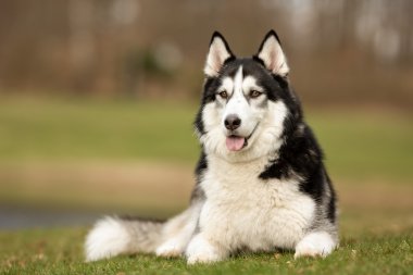 Sibirya Husky köpek açık havada doğa içinde