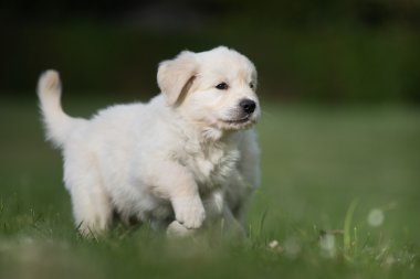 Genç golden retriever yavru