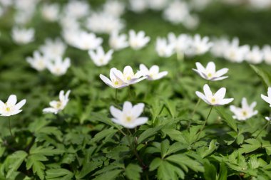 Beyaz anemon çiçeği çiçeği