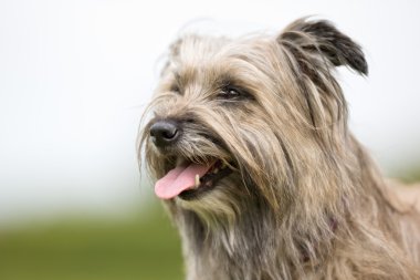 Pyrenean çoban köpeği açık havada doğa içinde