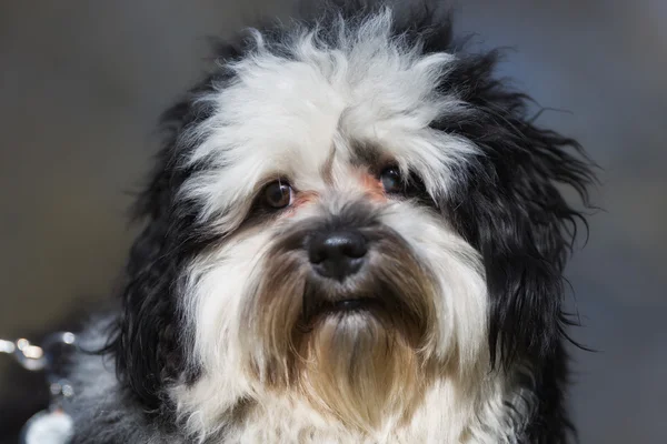 Havanese cão ao ar livre na natureza — Fotografia de Stock