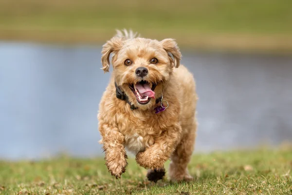 Perro al aire libre en la naturaleza — Foto de Stock