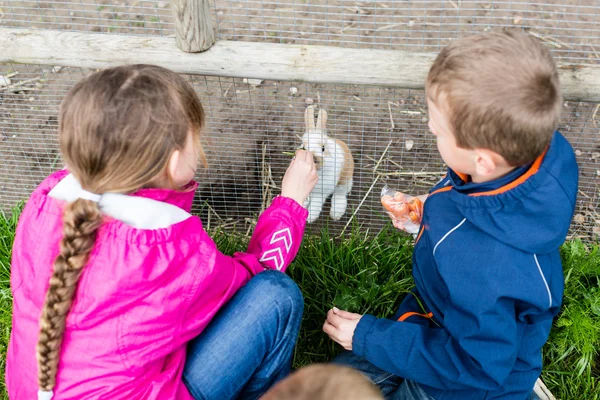 Young child feeding rabbit with food — Stock Photo, Image