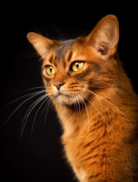 Gato somalí de raza pura — Foto de Stock