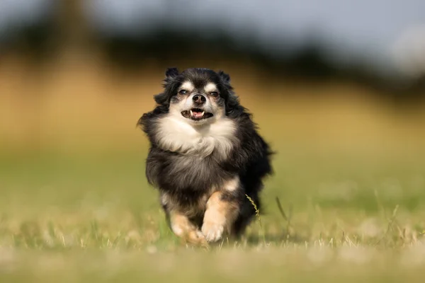 Hond runnings naar camera — Stockfoto