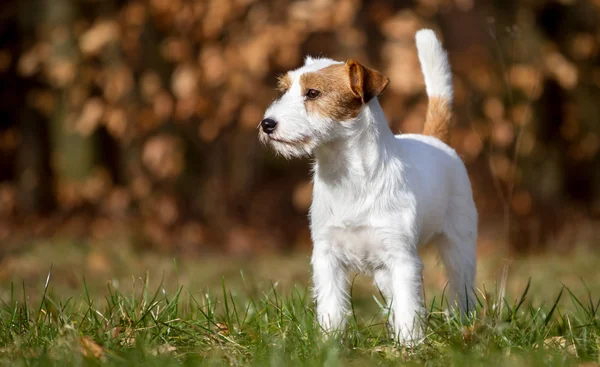 純血種のジャック ・ ラッセル ・ テリア犬 — ストック写真