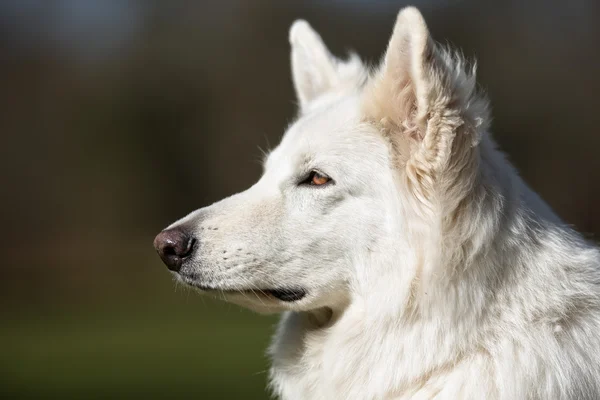Samoyed σκυλί σε εξωτερικούς χώρους στη φύση — Φωτογραφία Αρχείου