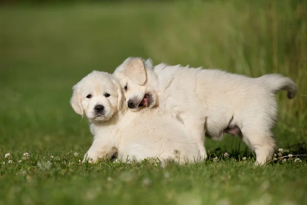 Dos cachorros golden retriever se divierten — Foto de Stock