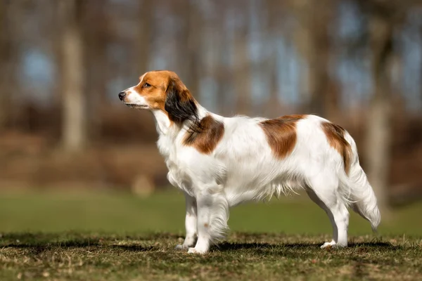 Kooikerhondje köpek açık havada doğa içinde — Stok fotoğraf