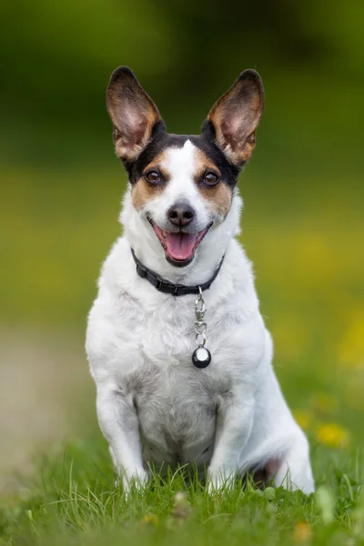 デンマーク語スウェーデン語ファーム自然の屋外犬 — ストック写真