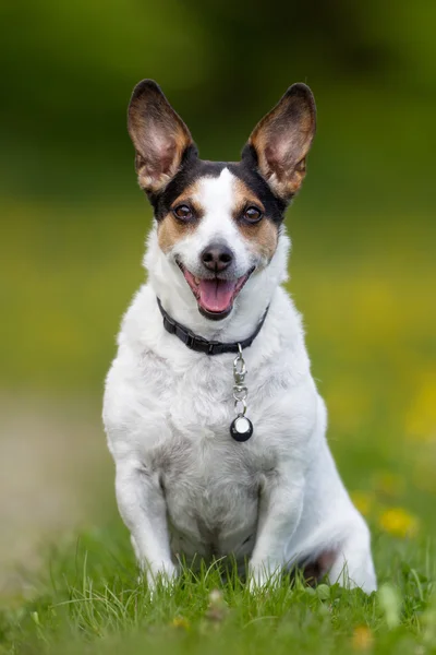 Deense Zweedse boerderij hond buiten in de natuur — Stockfoto