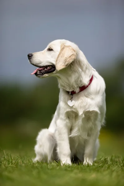 在户外的金色猎犬狗。 — 图库照片