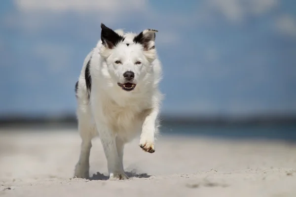 Пограничная колли-собака бегает на природе — стоковое фото