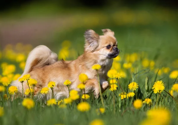 Tibetan Spaniel dog outdoors in nature — Stock Photo, Image