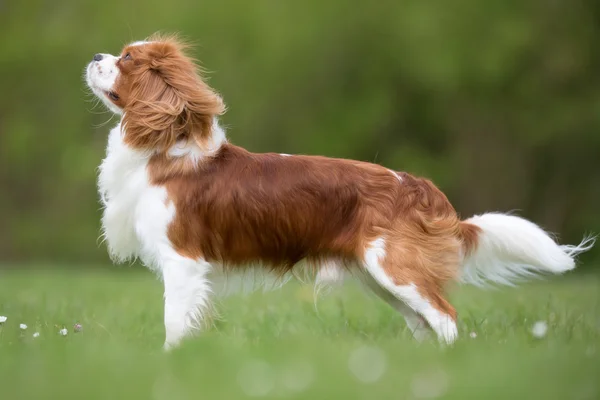 Cavalier King Charles Spaniel perro al aire libre en la naturaleza —  Fotos de Stock