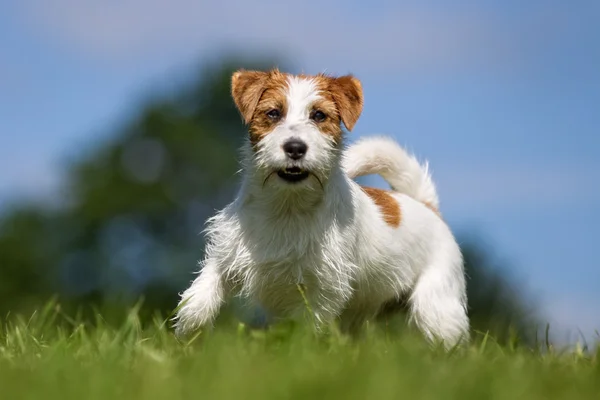 Jack Russell Terrier สุนัขกลางแจ้งบนหญ้า — ภาพถ่ายสต็อก