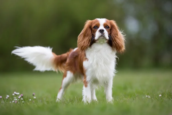 Cavaleiro Rei Charles Spaniel cão ao ar livre na natureza — Fotografia de Stock