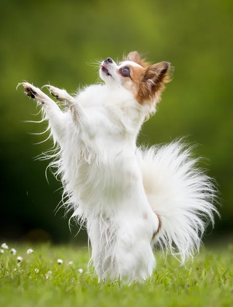 屋外で自然のパピヨン犬 — ストック写真