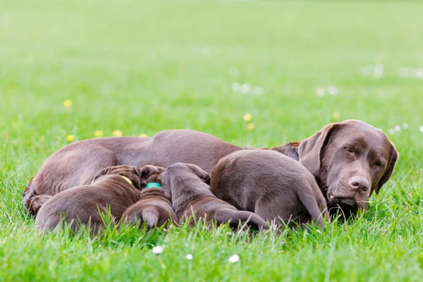 Perro labrador retriever hembra con cachorros —  Fotos de Stock