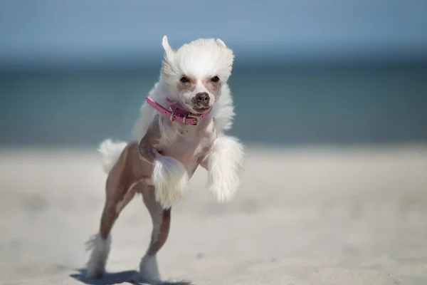 Chiński grzywacz pies biegnąc na zewnątrz w przyrodzie — Zdjęcie stockowe