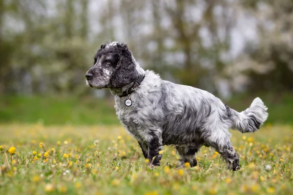 Cocker spaniel cão ao ar livre na natureza — Fotografia de Stock