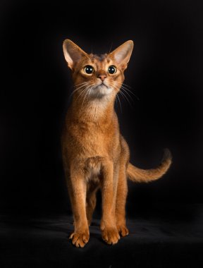 İzole üzerinde siyah arka plan safkan Somali kedi