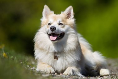 Mutlu ve gülümseyerek Galce Corgi köpek