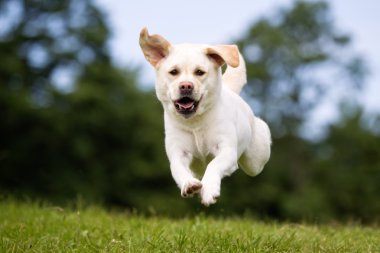 Labrador retriever köpek açık havada doğa içinde