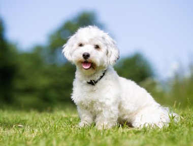 Mutlu ve gülümseyerek Bichon Havanese köpek