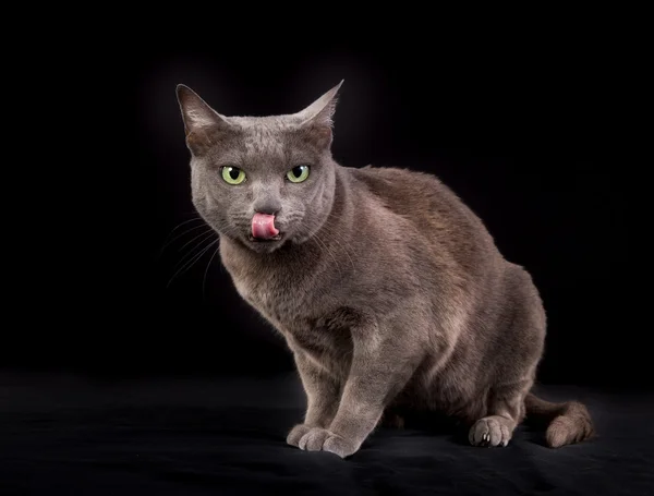 Purebred Korat katt — Stockfoto