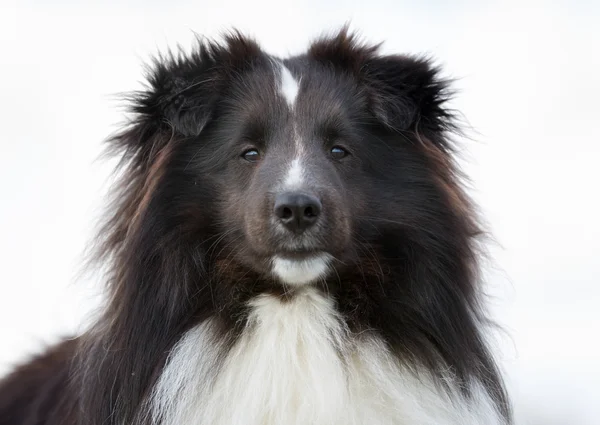 Shetland Sheepdog outdoors in nature — Stock Photo, Image