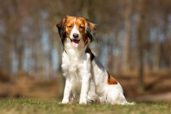 Kooikerhondje dog outdoors in nature — Stock Photo, Image