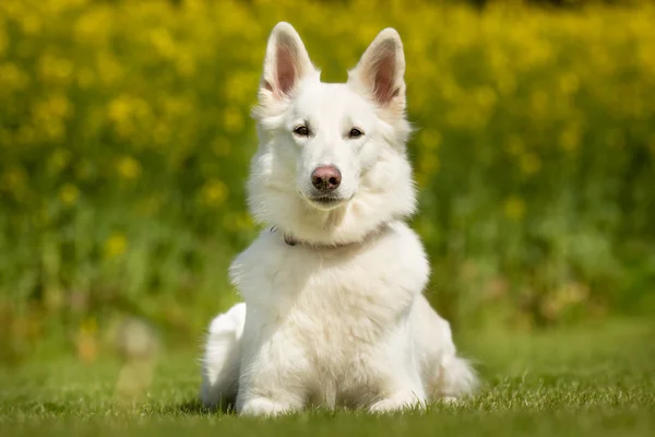 Samoyed perro al aire libre en la naturaleza —  Fotos de Stock