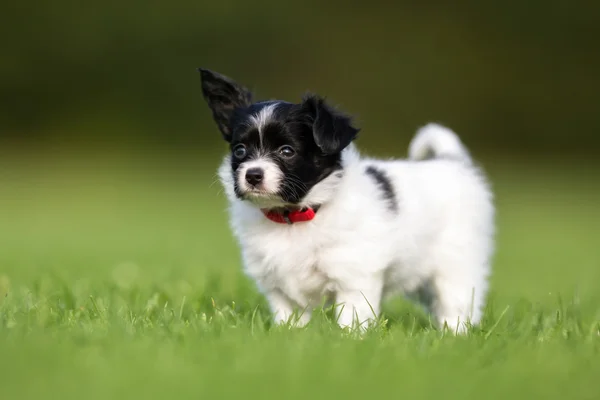 Young papillon dog puppy — Stock Photo, Image