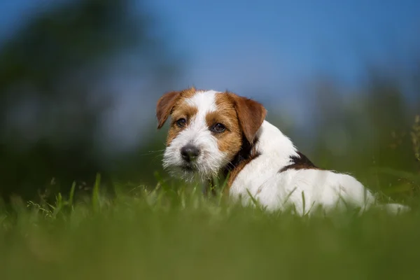 Jack Russell Terrier koira ulkona nurmikolla — kuvapankkivalokuva