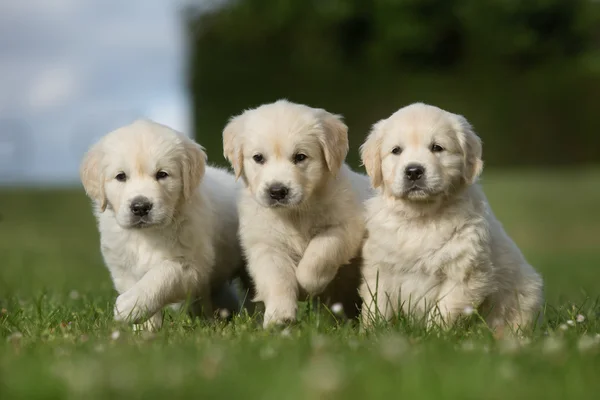 Çim çimenlerin üzerinde yürüyüş üç golden retriever yavru